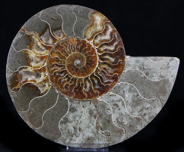 Ammonite Fossil (Half) - Million Years #37260